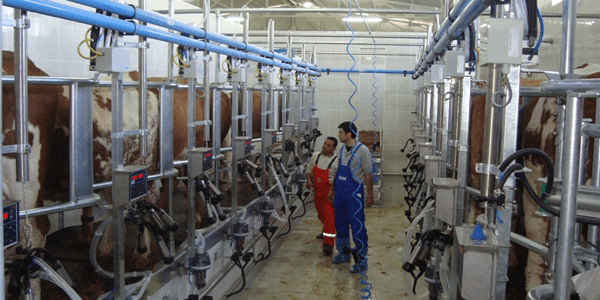 SÜRÜ YÖNETİMLİ BÜYÜKBAŞ SÜT SAĞIM SİSTEMİ